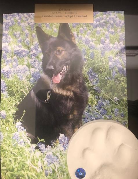 photo of K9 Hart sitting in bluebonet flowers